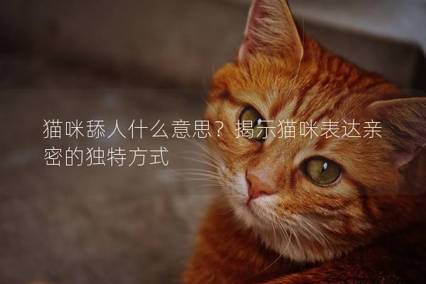 猫咪舔人什么意思？揭示猫咪表达亲密的独特方式