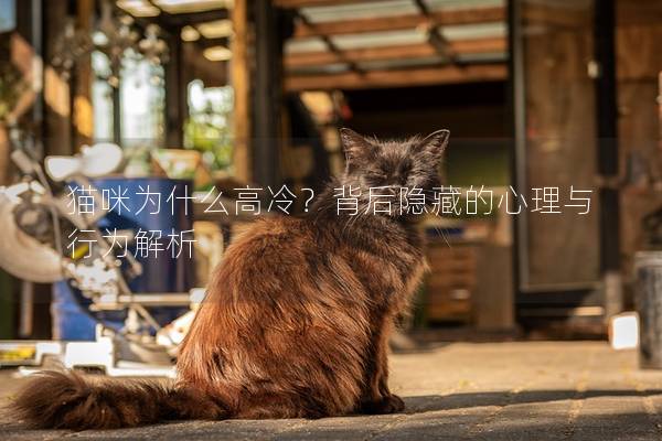 猫咪为什么高冷？背后隐藏的心理与行为解析
