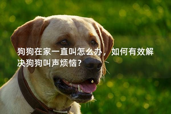 狗狗在家一直叫怎么办，如何有效解决狗狗叫声烦恼？