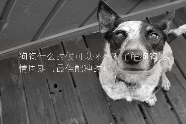 狗狗什么时候可以怀孕？了解狗狗发情周期与最佳配种时机