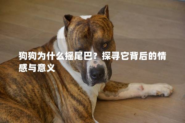 狗狗为什么摇尾巴？探寻它背后的情感与意义