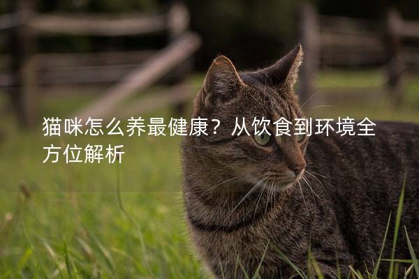 猫咪怎么养最健康？从饮食到环境全方位解析