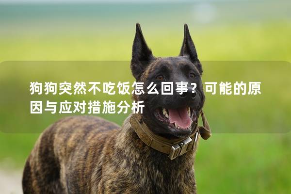 狗狗突然不吃饭怎么回事？可能的原因与应对措施分析