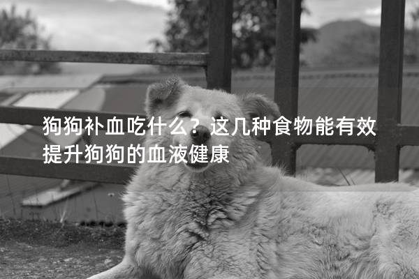 狗狗补血吃什么？这几种食物能有效提升狗狗的血液健康