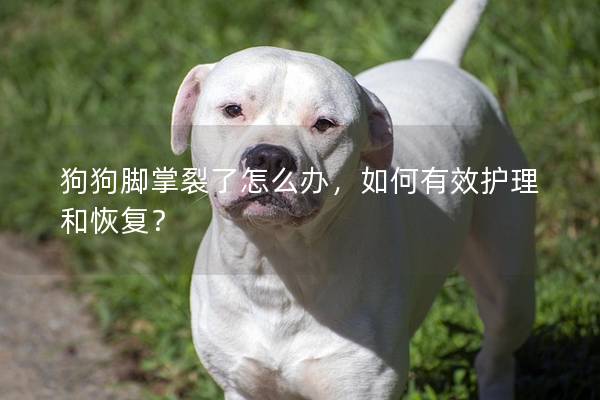 狗狗脚掌裂了怎么办，如何有效护理和恢复？