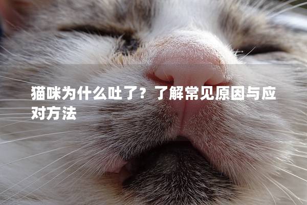 猫咪为什么吐了？了解常见原因与应对方法