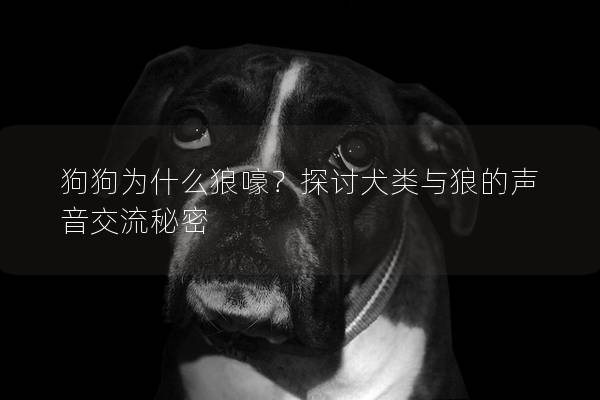 狗狗为什么狼嚎？探讨犬类与狼的声音交流秘密