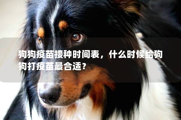 狗狗疫苗接种时间表，什么时候给狗狗打疫苗最合适？