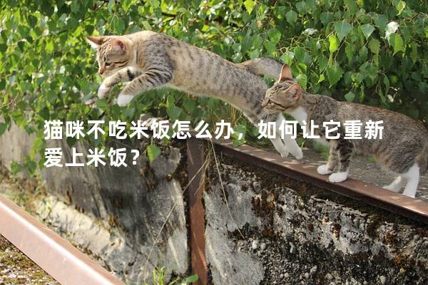 猫咪不吃米饭怎么办，如何让它重新爱上米饭？