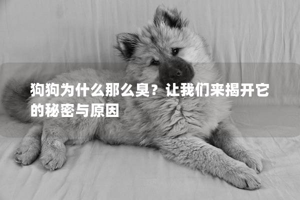 狗狗为什么那么臭？让我们来揭开它的秘密与原因