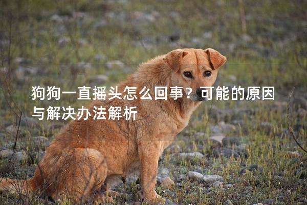 狗狗一直摇头怎么回事？可能的原因与解决办法解析