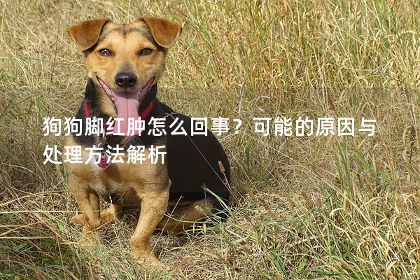 狗狗脚红肿怎么回事？可能的原因与处理方法解析