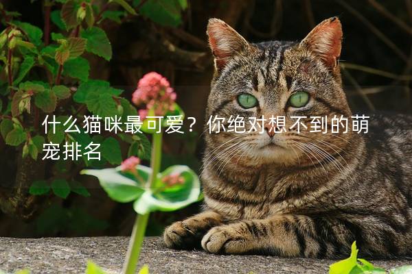 什么猫咪最可爱？你绝对想不到的萌宠排名