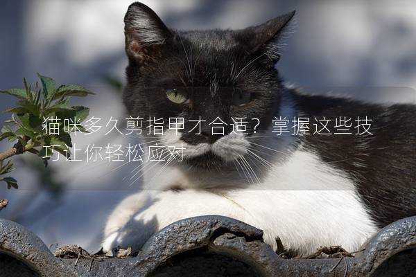 猫咪多久剪指甲才合适？掌握这些技巧让你轻松应对