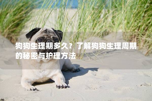 狗狗生理期多久？了解狗狗生理周期的秘密与护理方法