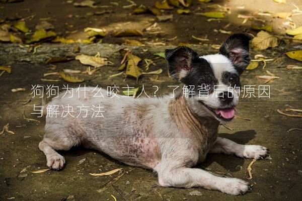 狗狗为什么咬主人？了解背后的原因与解决方法
