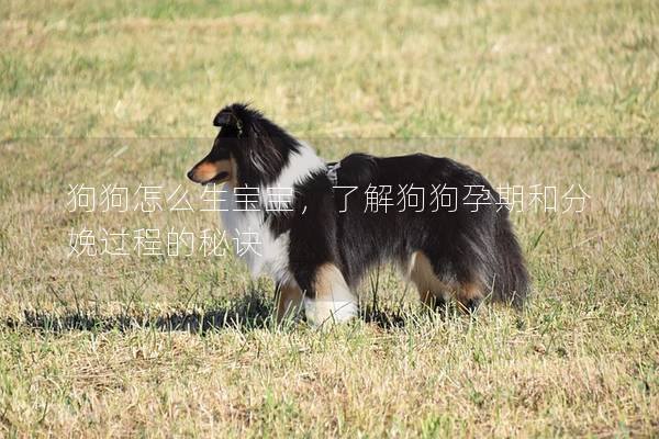 狗狗怎么生宝宝，了解狗狗孕期和分娩过程的秘诀