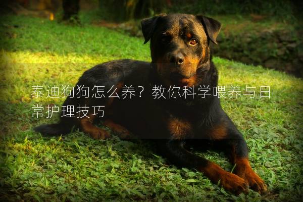 泰迪狗狗怎么养？教你科学喂养与日常护理技巧