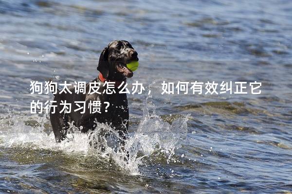 狗狗太调皮怎么办，如何有效纠正它的行为习惯？