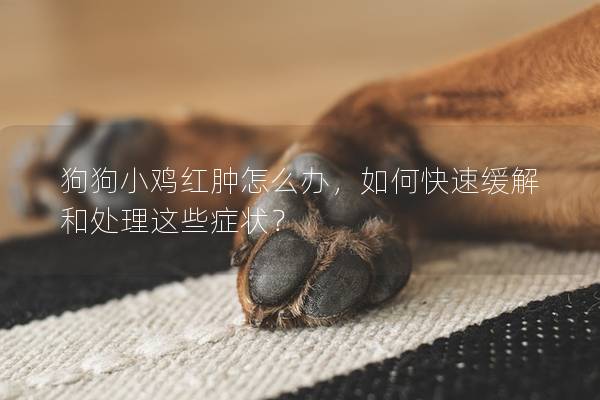 狗狗小鸡红肿怎么办，如何快速缓解和处理这些症状？
