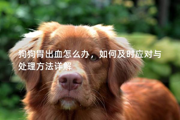 狗狗胃出血怎么办，如何及时应对与处理方法详解