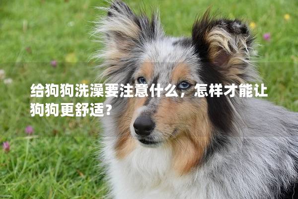 给狗狗洗澡要注意什么，怎样才能让狗狗更舒适？