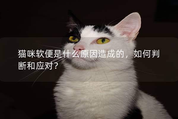 猫咪软便是什么原因造成的，如何判断和应对？