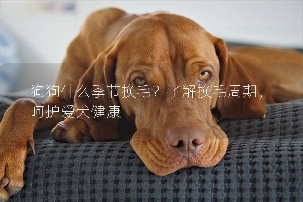 狗狗什么季节换毛？了解换毛周期，呵护爱犬健康