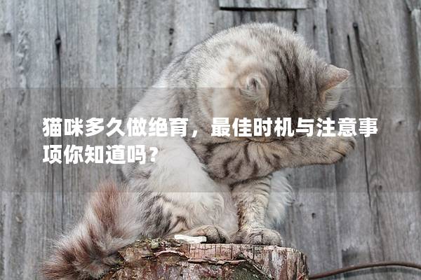 猫咪多久做绝育，最佳时机与注意事项你知道吗？