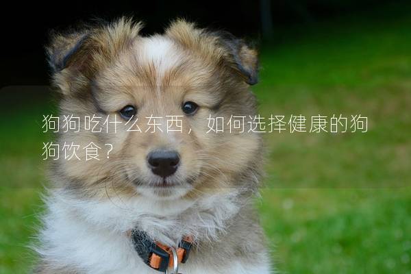 狗狗吃什么东西，如何选择健康的狗狗饮食？