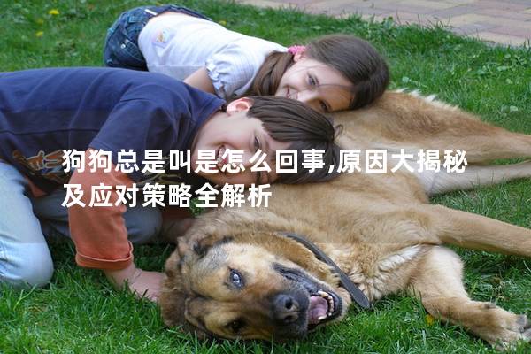 狗狗总是叫是怎么回事,原因大揭秘及应对策略全解析