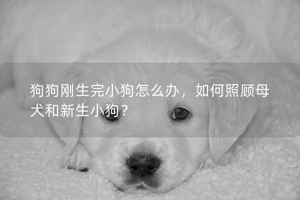 狗狗刚生完小狗怎么办，如何照顾母犬和新生小狗？