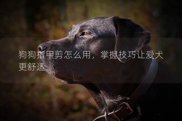 狗狗指甲剪怎么用，掌握技巧让爱犬更舒适