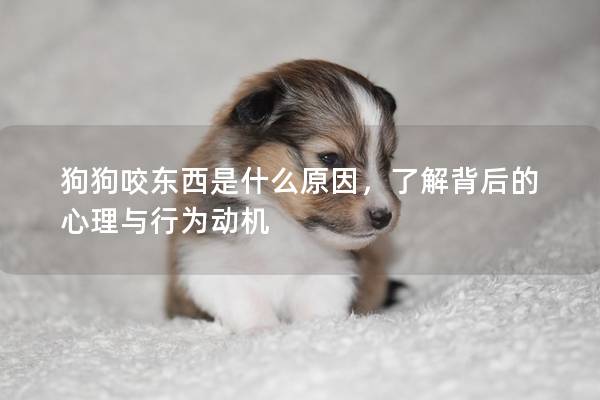 狗狗咬东西是什么原因，了解背后的心理与行为动机