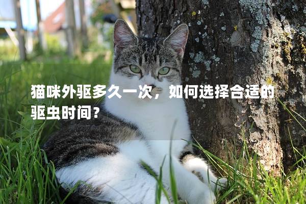 猫咪外驱多久一次，如何选择合适的驱虫时间？