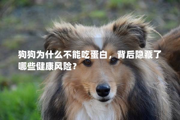 狗狗为什么不能吃蛋白，背后隐藏了哪些健康风险？
