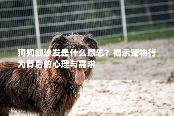 狗狗刨沙发是什么意思？揭示宠物行为背后的心理与需求
