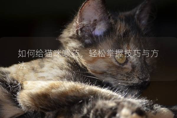 如何给猫咪喂药，轻松掌握技巧与方法