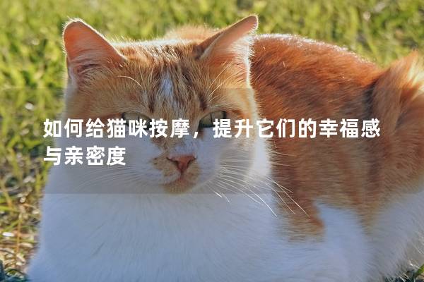 如何给猫咪按摩，提升它们的幸福感与亲密度