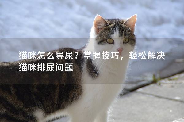 猫咪怎么导尿？掌握技巧，轻松解决猫咪排尿问题