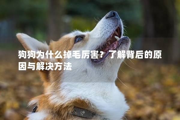 狗狗为什么掉毛厉害？了解背后的原因与解决方法