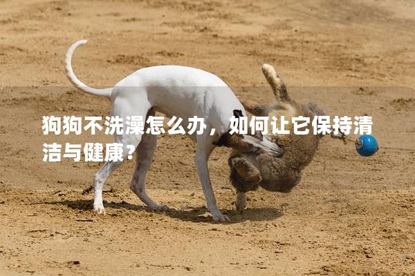 狗狗不洗澡怎么办，如何让它保持清洁与健康？