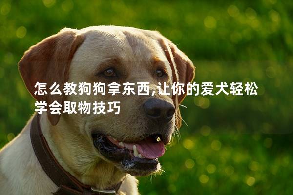 怎么教狗狗拿东西,让你的爱犬轻松学会取物技巧