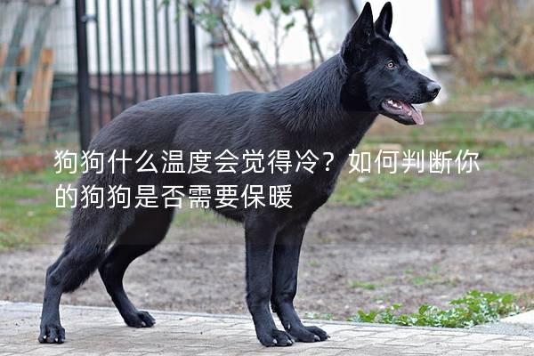 狗狗什么温度会觉得冷？如何判断你的狗狗是否需要保暖