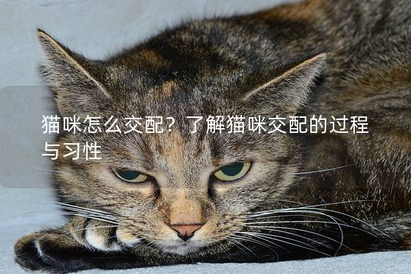 猫咪怎么交配？了解猫咪交配的过程与习性