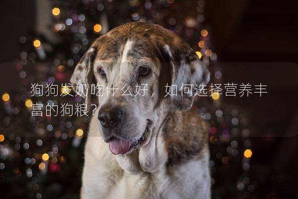 狗狗发奶吃什么好，如何选择营养丰富的狗粮？