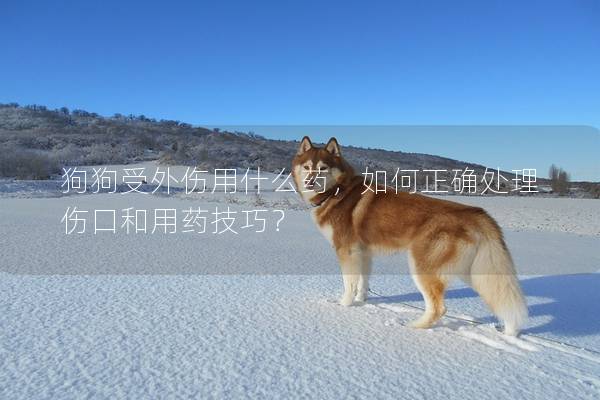 狗狗受外伤用什么药，如何正确处理伤口和用药技巧？