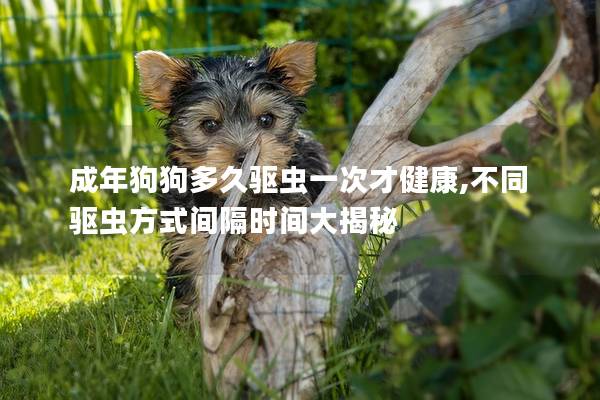 成年狗狗多久驱虫一次才健康,不同驱虫方式间隔时间大揭秘
