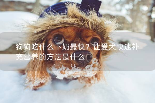 狗狗吃什么下奶最快？让爱犬快速补充营养的方法是什么