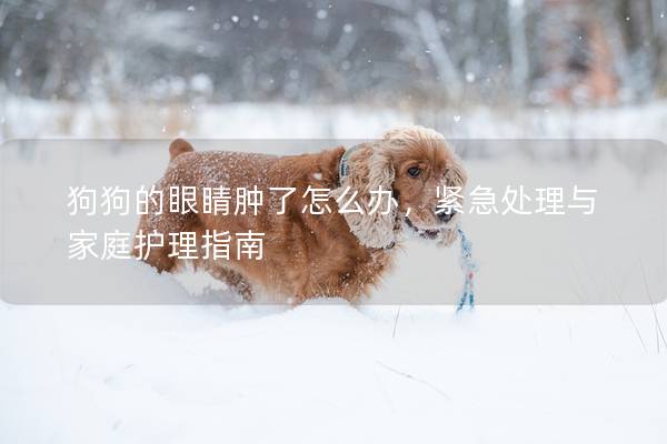 狗狗的眼睛肿了怎么办，紧急处理与家庭护理指南